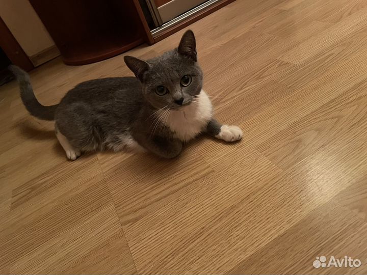 Кошка 1.5 года