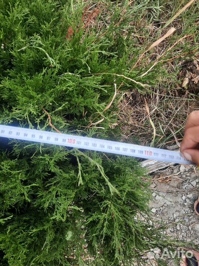 Можжевельник горизонтальный