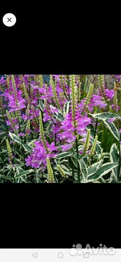 Цветы многолетние