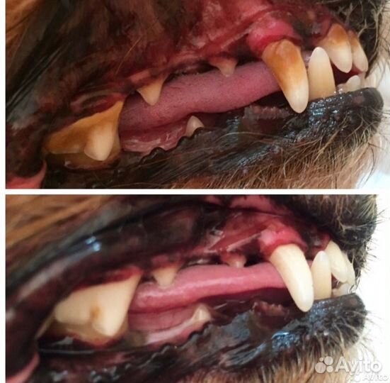 Ультразвуковая чистка зубов собакам без наркоза