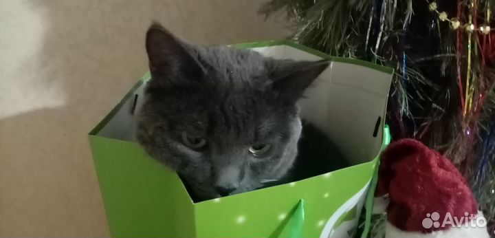 Кот на вязку