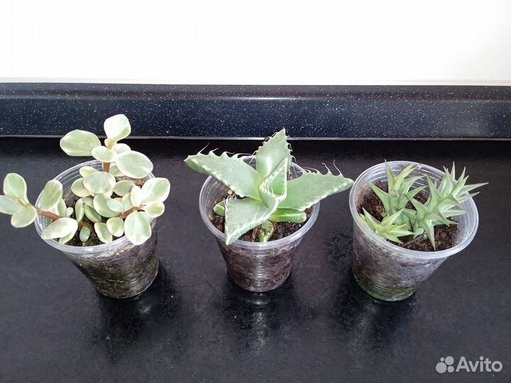 Суккуленты разные