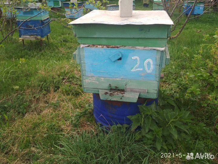 Продам пчелосемьи