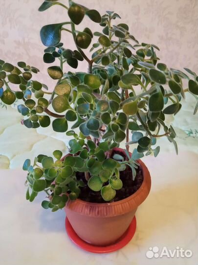 Цветок Любви