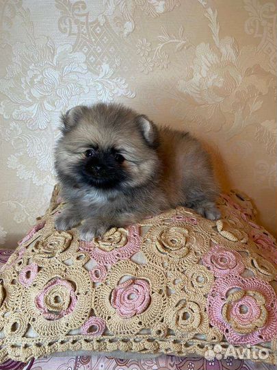 Щенки шпица