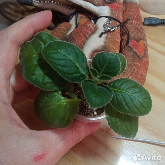 Мини глоксинии, тидеи и синнингии