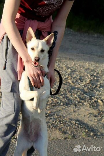 Собачка ищет дом