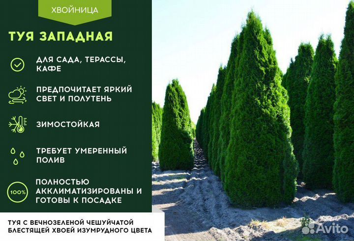 Туя Брабант 1,5 м