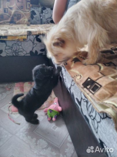 Щенок в добрые руки маленькой собаки