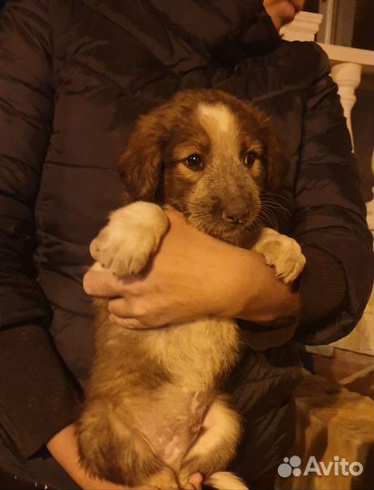 Щенок в добрые руки