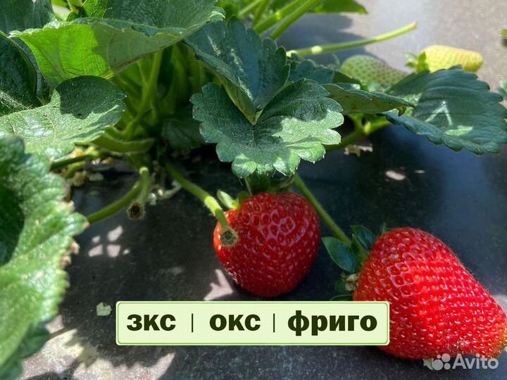 Рассада клубники. Крупная ягода