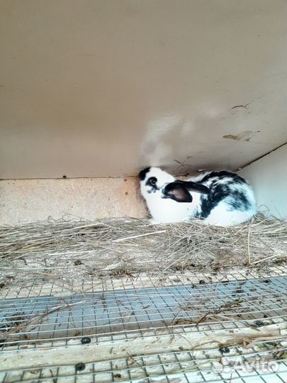 Продаются кролики