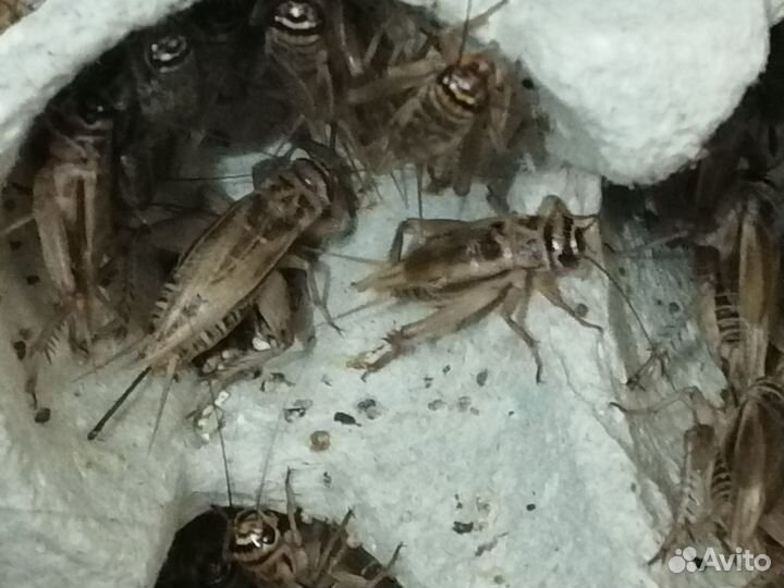 Сверчки живые домовые