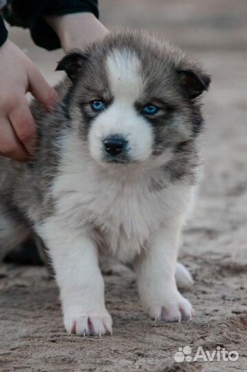 Щенки метисы хаски