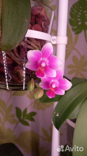 Орхидея фаленопсис