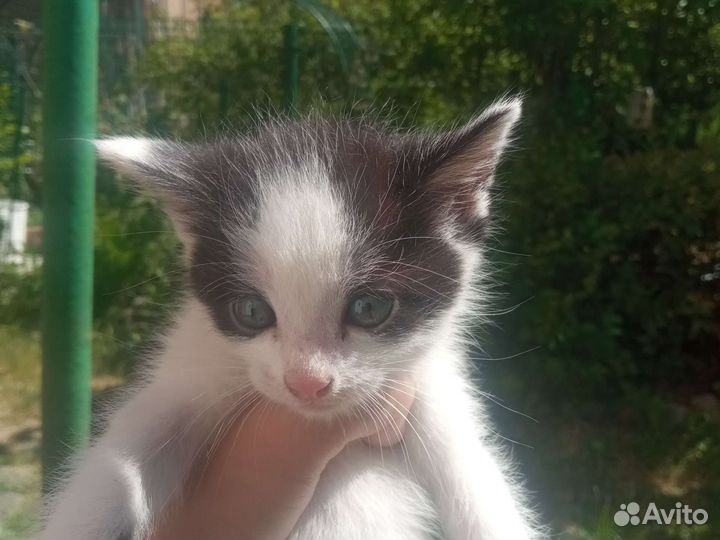 Котята в добрые руки бесплатно