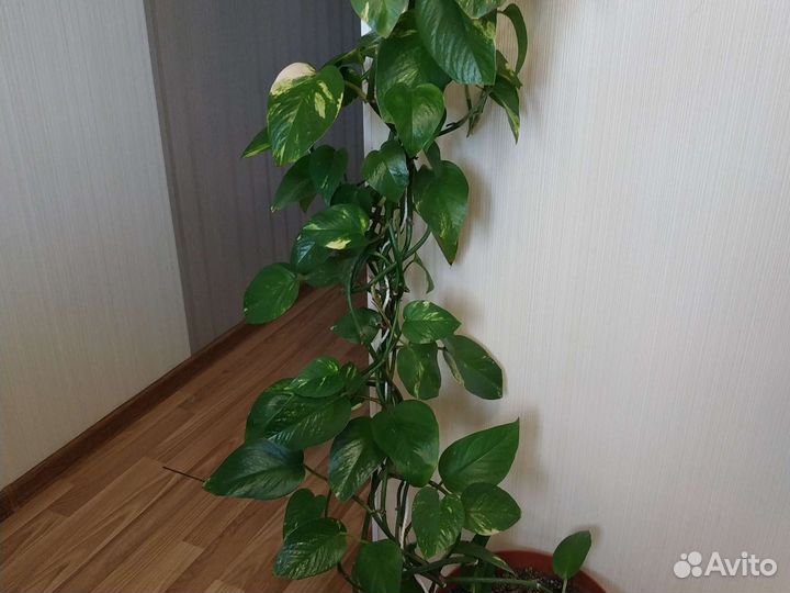 Сциндапсус Золотистый