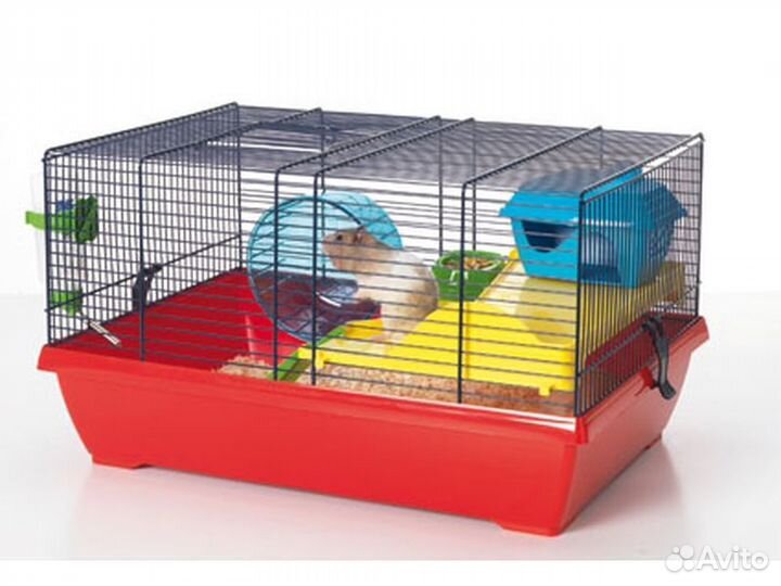 Хомячок сирийский