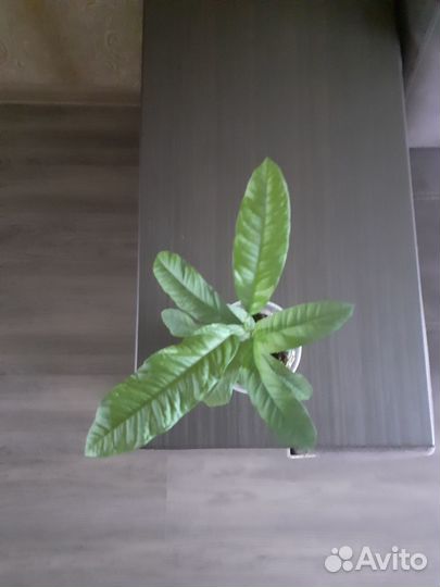 Лимонное дерево