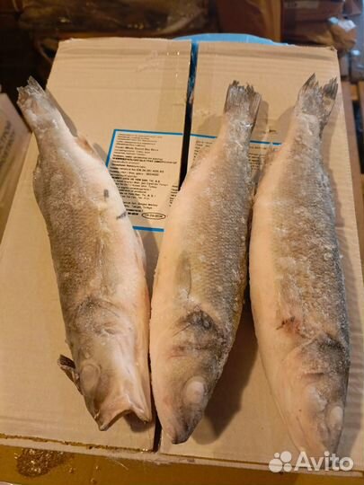 Сибас с/г 300-400 Турция коробка 5 кг 2024