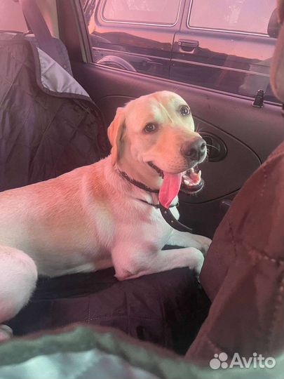 Зоотакси, перевозка животных, собаки, кошки, такси