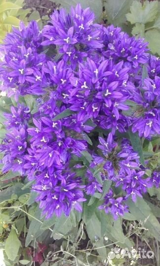 Многолетние цветы