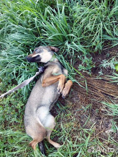 Молоденькая собака