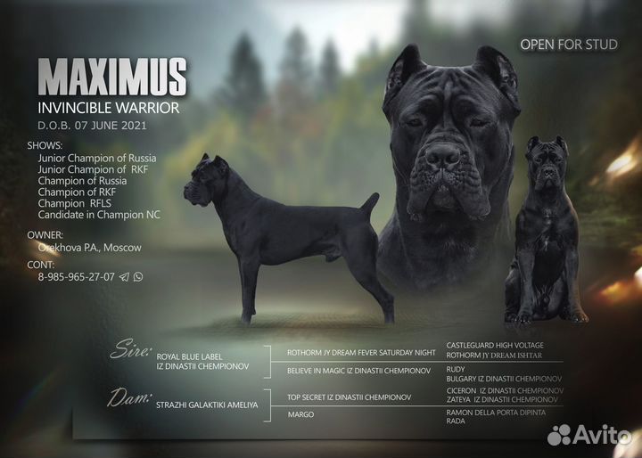 Кобель Кане Корсо для вязки