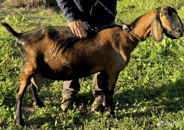 Коза англо-нубийская ч/п