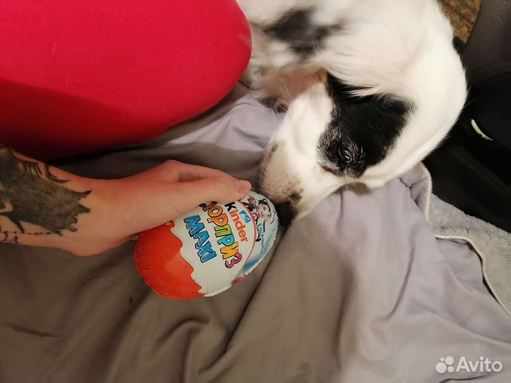 Передержка животных