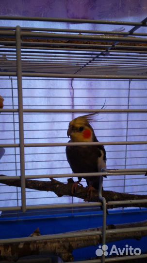 Попугай корелла