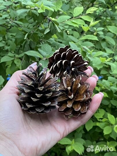 Шишки сосновые