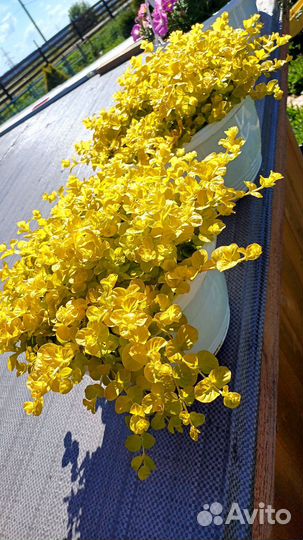 Лизимахия, дихондра