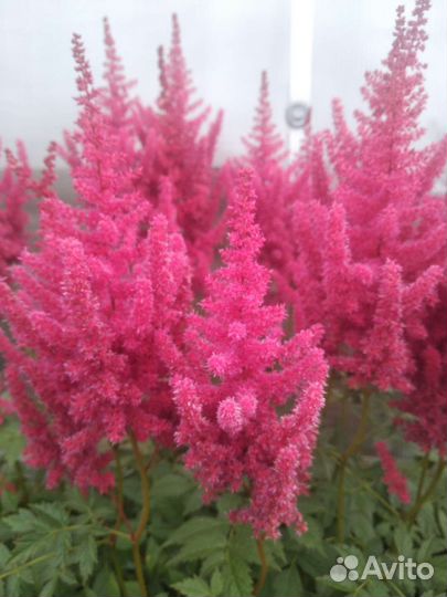 Астильба 3х видов