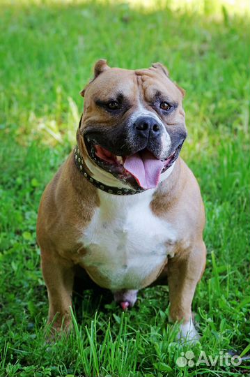 Американский булли вязка
