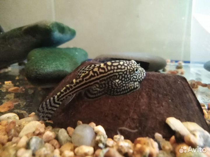 Псевдоскат севелия