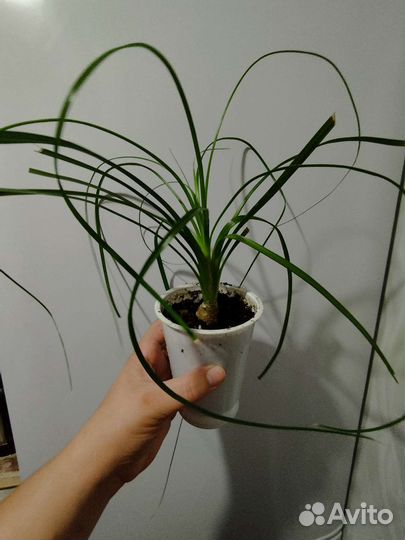 Налина (нога слона)