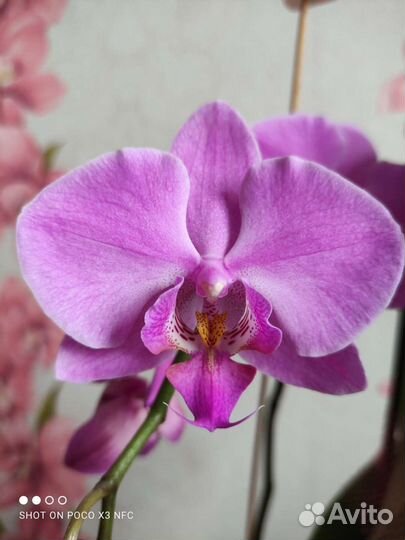 Фаленопсис Miki Dancer '56' (= Miki Galaxy '69' × Yu Pin Fire Works), 2,5