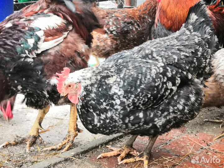 Ливенская ситцевая яйцо инкубационное