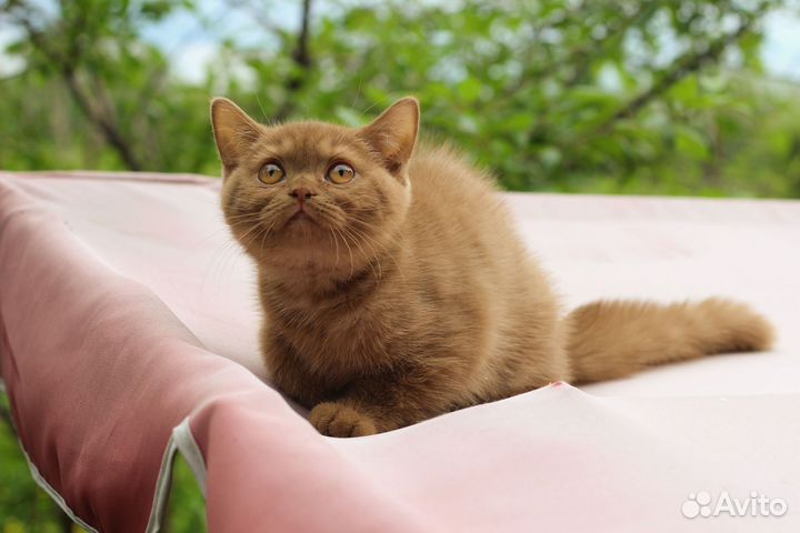 Британская