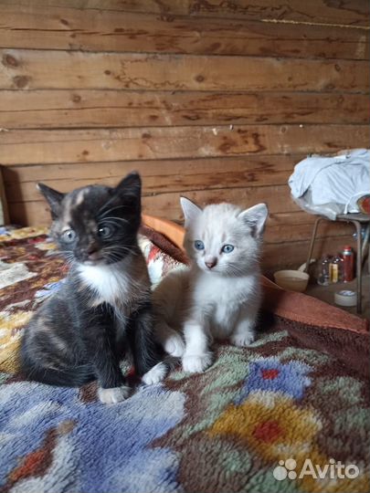 Котята