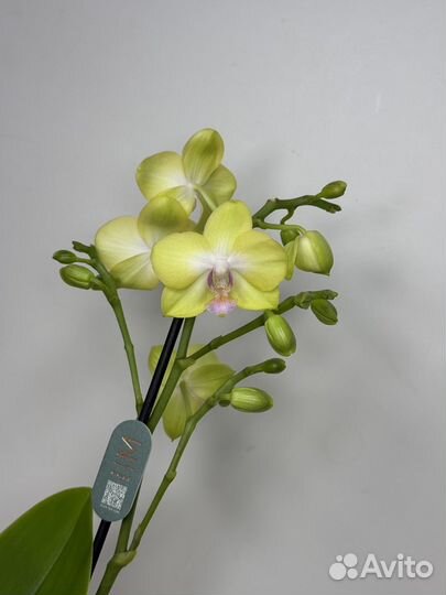Орхидея фаленопсис