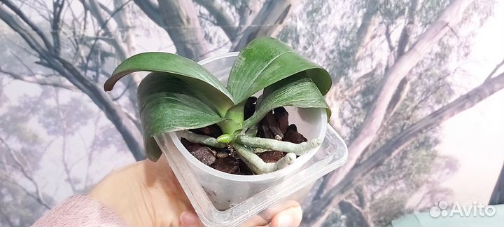 Фаленопсис бабочка Ever spring king ES