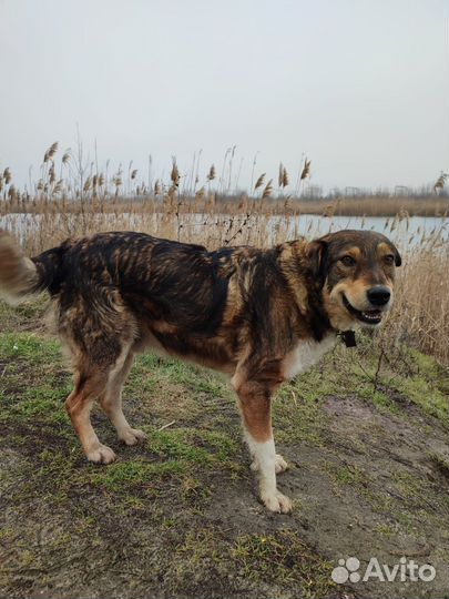 Собака ищет дом