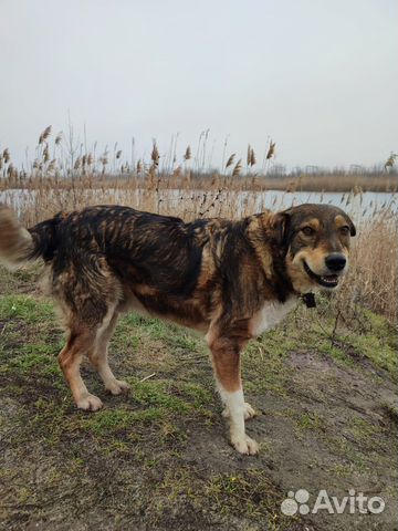 Собака ищет дом