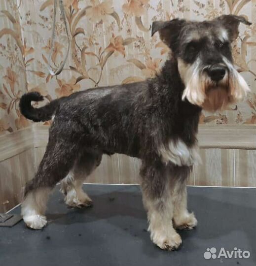 Стрижка собак#груминг#клинстрижкасобак#грумингклин