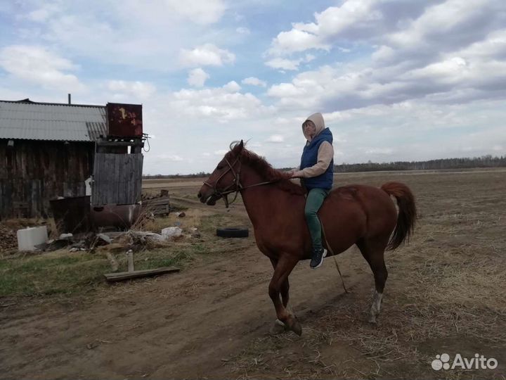 Обучение лошадей