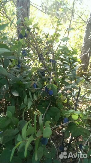 Голубика и не только