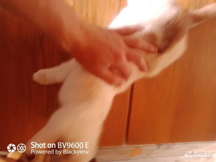 Котенок в добрые руки