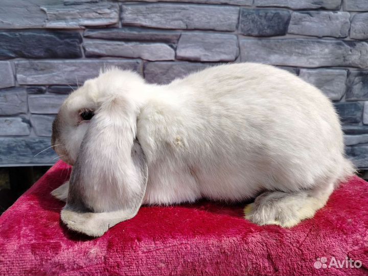 Кролик французский баран